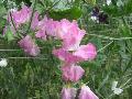 Sweet Pea / Lathyrus odoratus